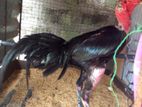 Velladiyan Rooster