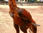 Velladiyan Rooster