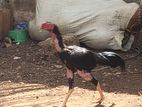 Velladiyan Rooster