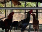 Velladiyan Rooster