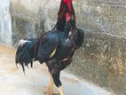 Velladiyan Rooster