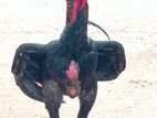 Velladiyan Rooster