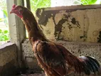 Velladiyan Rooster