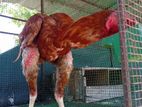 Velladiyan Rooster
