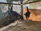 Velladiyan Rooster