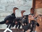 Velladiyan Rooster Chicks