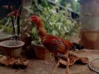Velladiyan Rooster