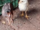 Velladiyan Rooster Chicks