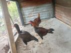 Velladiyan Roosters