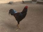 Velladiyan Rooster