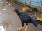 Velladiyan Rooster