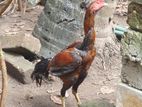 Velladiyan Rooster