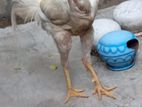 Velladiyan Rooster