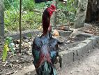 Velladiyan Rooster