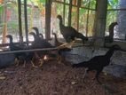 Velladiyan Rooster