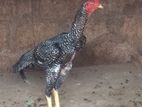 Velladiyan Rooster