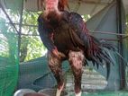 Velladiyan Rooster