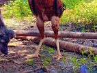 Velladiyan Rooster