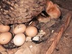 Velladiyan Chick