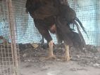 vellady hen