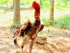 Velladiyan Rooster