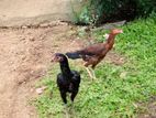 Velladiyan Rooster