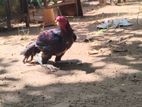 Velladiyan Rooster
