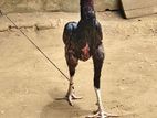 Velladiyan Rooster