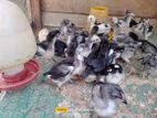 Farm Chicks