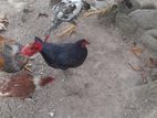 Vellediyan Rooster