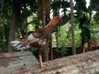 Rooster