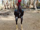 வெள்ளடியன் சேவல்