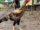 வெள்ளடியன் சேவல்