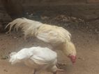 Farm Hens