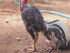 வெள்ளடியன் சேவல்