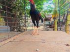 வெள்ளடியன் சேவல்