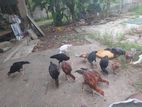 வெள்ளடியன் சேவல்