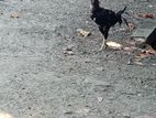 வெள்ளடியன் சேவல்கள் விற்பனைக்கு