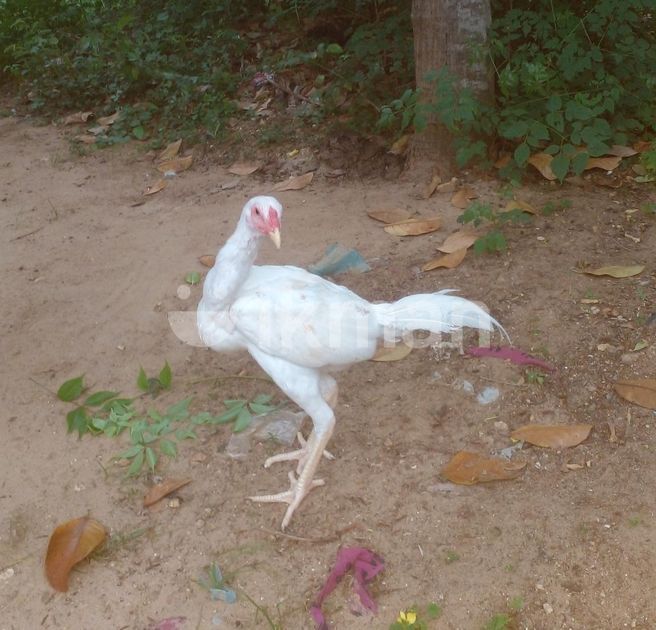 வெள்ளடியன் Rooster for Sale in Jaffna City | ikman