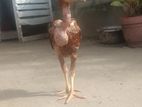 வெள்ளடியன் கோழி