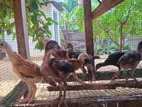 வெள்ளடியன் கோழிக்குஞ்சுகள்