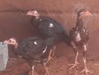 வெள்ளடியன் குஞ்சு