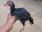 Rooster