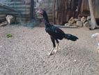 Rooster