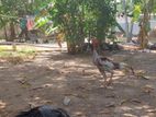 வெள்ளடியன் குஞ்சு