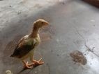 Farm Chicken