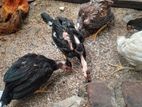 வெள்ளடியன் மற்றும் அசில் இன கோழிகள்