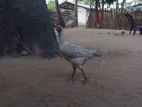 வெள்ளடியன்