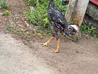 வெள்ளடியன் Rooster