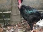 Velladiyan Rooster